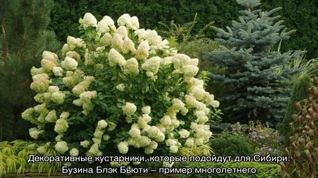 Низкорослые кустарники — цветущие и декоративно-лиственные для сада смотреть онлайн