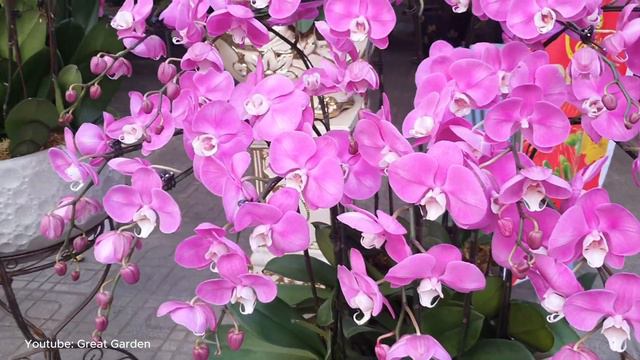 【4K Orchid】Collection Of The Most Beautiful Phalaenopsis Orchids In The World |Orchid Show 2024