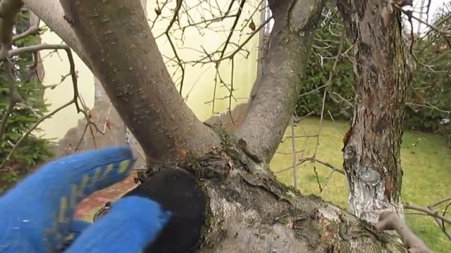 ОБРЕЗКА СТАРОЙ ЯБЛОНИ. Прореживание старой яблони после сильного снижения кроны. смотреть онлайн