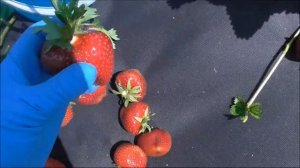МАГНУС  - обзор еще одного позднего сорта клубники из Европы.