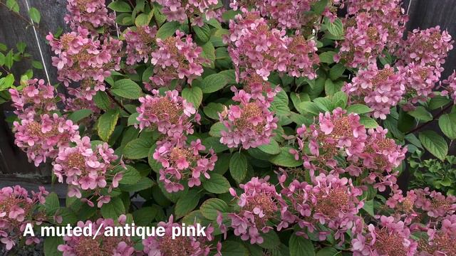 Little Quick Fire Hydrangea In Container, Summer Update (4K) смотреть онлайн