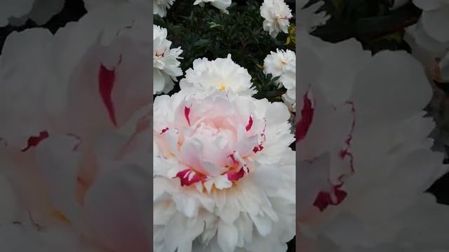 Пион "Памяти Гагарина" смотреть онлайн