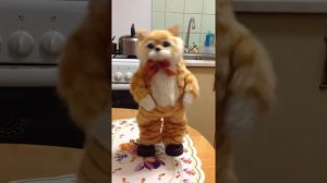 Кот поет песню «Никто тебя не любит так как я!»