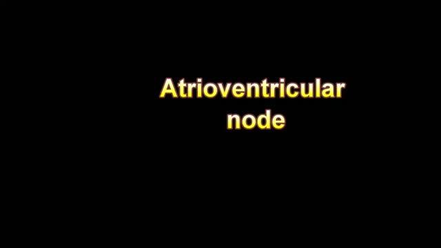 What Is The Definition Of Atrioventricular node Medical Dictionary Free Online смотреть онлайн