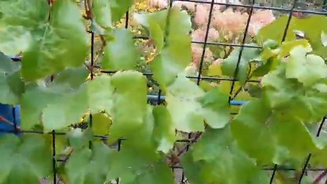 Урожай винограда после мучнистой росы. 15.09.2020 г. Татарстан. смотреть онлайн