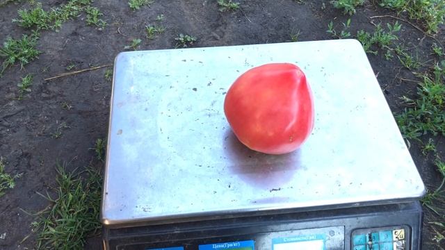 Томаты в теплице ОБЗОР УРОЖАЯ. ЛУЧШИЕ Помидоры в теплице - ВОЛОВЬЕ сердце и кристал смотреть онлайн