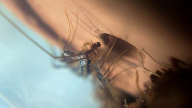 House centipede (Scutigera coleoptrata) eating fruit fly смотреть онлайн