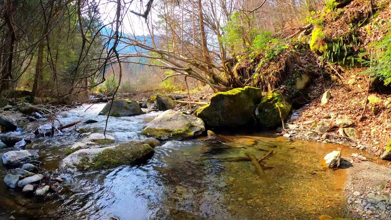 Успокаивающие звуки для сна. Шум Ручья Для Релаксации. Пение Птиц В Лесу ✦ Релакс смотреть онлайн