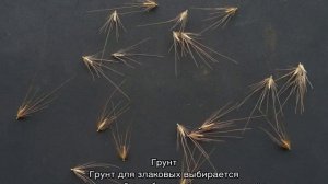 Пеннисетум лисохвостный (Pennisetum alopecuroides) — посадка и уход