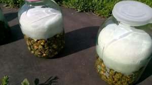 Сироп из сосновых шишек. Рецепт, способ приготовления.