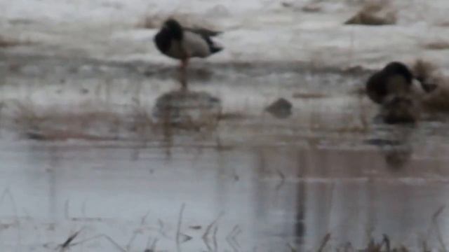 Утки в Якутии! Первые крякаши! Якутия! FULL HD! 02.05.2021г. смотреть онлайн