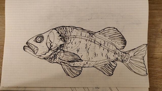 Drawing 50+ Animals Before & After (Drawabox) смотреть онлайн