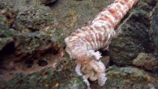 Tide Pool Worm смотреть онлайн