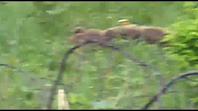 (НЕ ДЛЯ СЛАБОНЕРВНЫХ) ОХОТА НА МЕДВЕДЯ !!! смотреть онлайн