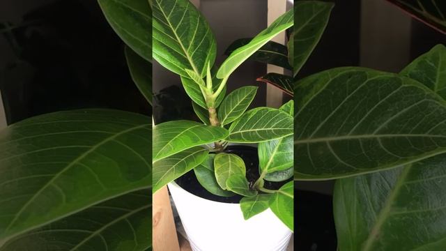Ficus Altissima Yellow Gem New Leaf Unfurling Time Lapse смотреть онлайн