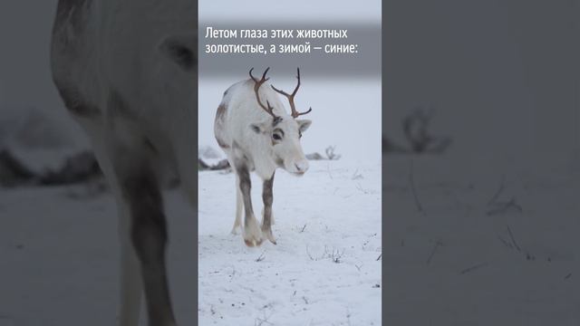 Священные животные севера смотреть онлайн