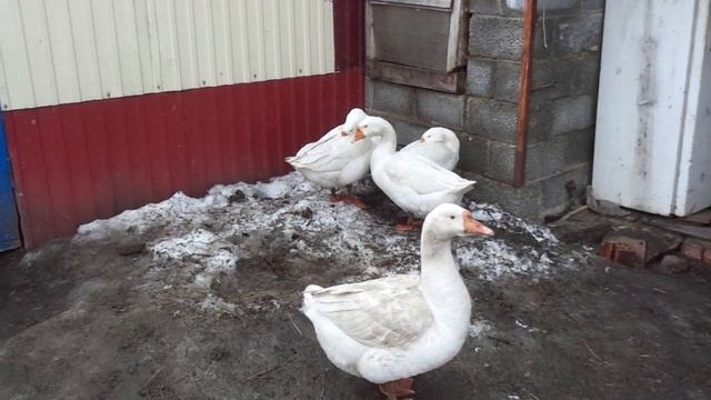 Чтобы Гуси раньше занеслись/начали нести яйца/Как гусей заставить нестись/Яйцекладка Гусей смотреть онлайн
