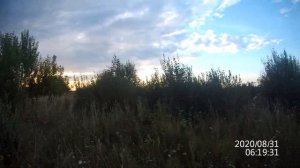 Охота на коростеля с Русским спаниелем 6. Охота со спаниелем.