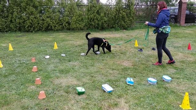 Nosework, Przedmioty, Karmanowice 09 05 2021 Agnieszka i Blacky смотреть онлайн