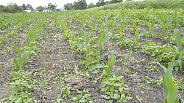 Посадка фасоли для ленивых Естественное удобрение кукурузы Дожди Сорняки смотреть онлайн