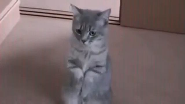 Дайте кошаку пожрать! смотреть онлайн