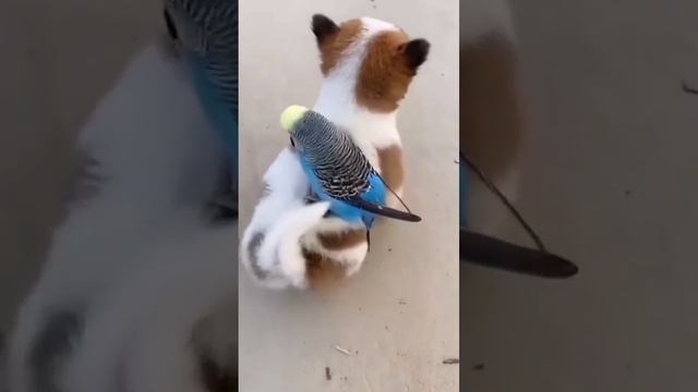 Приколы смотреть онлайн