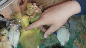 УТЯТА!!! ЦЫПЛЯТА!!! ГУСЯТА!! ЧЕМ ПРОПАИВАЮ??