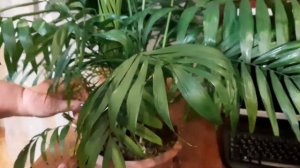 Из-за ЭТОГО хамедорея хуже растет! Срочно удалите это с растения. Хамедорея уход в домашних условия