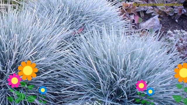 Овсяница валисская. Краткий обзор, описание характеристик, где купить festuca amethistina смотреть онлайн