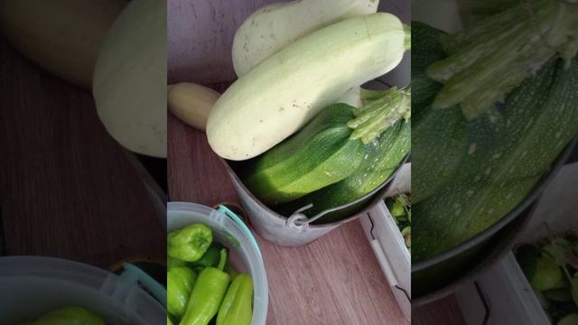 Урожай с маленького участка)))