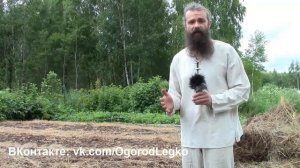 Репа, Дайкон, Турнепс и Редька. Посадка в теплые высокие гряды