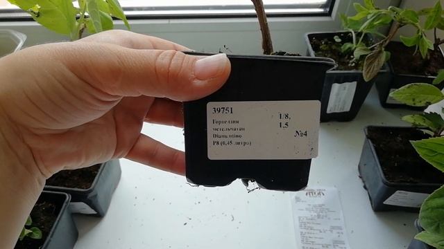 Распаковка посылки из Garden plants с гортензиями. ??? смотреть онлайн