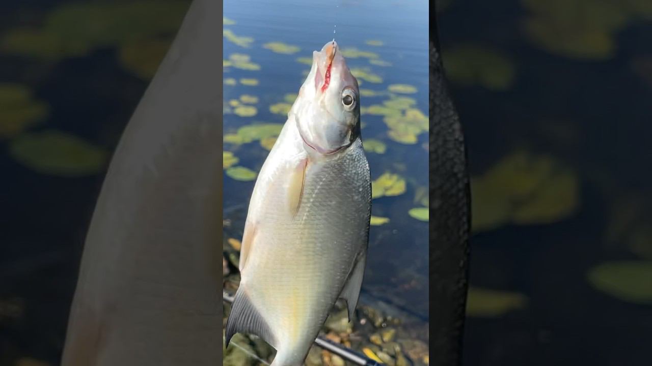 Говорю после обеда будет ловится лещ #рыбалкакстово #плотва #лещ смотреть онлайн