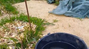 Голубика - подкислил грунт уксусом) blueberry