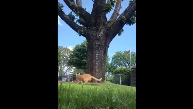 КАК ПОЙМАТЬ БЕЛКУ? смотреть онлайн