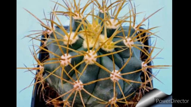 FEROCACTUS SPECIES - Vid#24