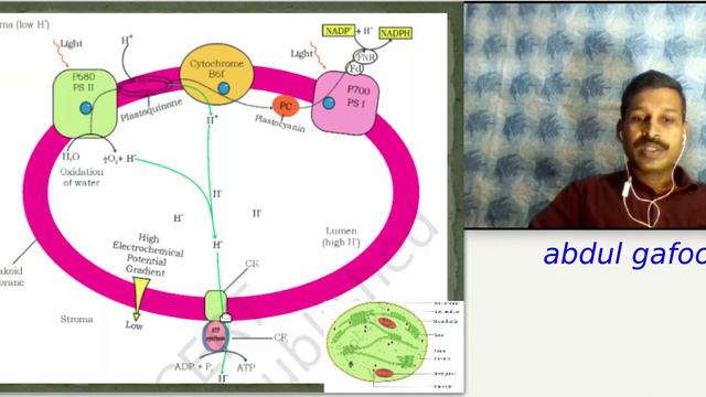 +1 Revision Class Botany Chapter 9 Photosynthesis in Higher Plants (Part 3)/ Malayalam/ Focus Area смотреть онлайн