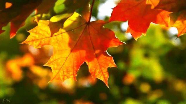 Музыка для души, осенняя медитация смотреть онлайн