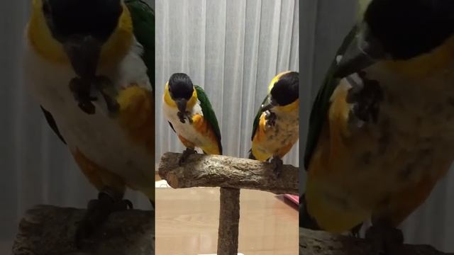 Попугаи каики едят тыквенные семечки смотреть онлайн