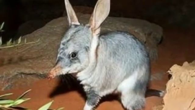 Кроличий бандикут смотреть онлайн