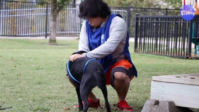 What's It Like Volunteering At An Animal Shelter!!! смотреть онлайн