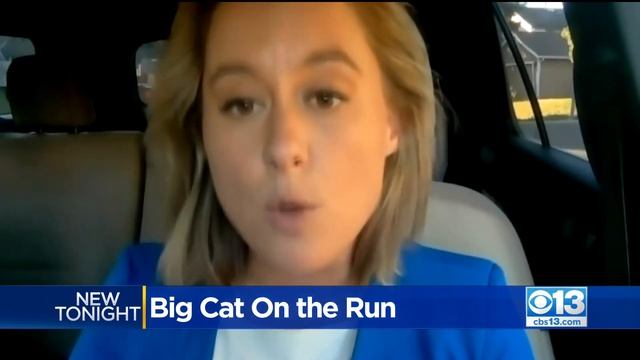 Mountain Lion Wanders On Citrus Heights Property смотреть онлайн