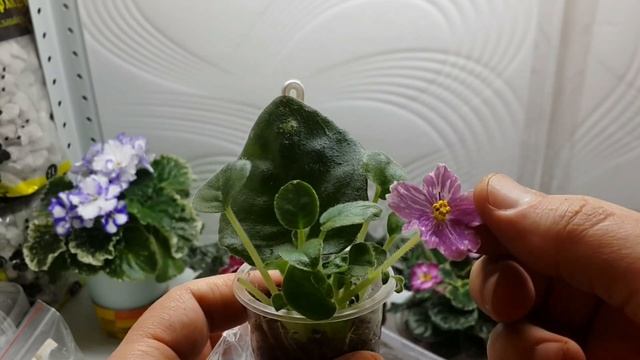 Листья или цветоносы? FAQ. Фиалки для новичков смотреть онлайн