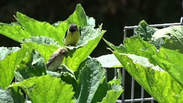 How to Grow a Vegetable Organic Garden Lettuce Zucchini Container Gardening with Nature Gold Finche смотреть онлайн