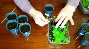 Как пикировать дельфиниум. Рассада перцев и петуний.