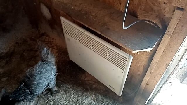 КАК РАБОТАЕТ КОНВЕКТОРНЫЙ ОБОГРЕВАТЕЛЬ В КУРЯТНИКЕ-HOW DOES A CONVECTOR HEATER WORK IN A CHICKEN смотреть онлайн