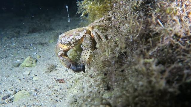 4 краб и креветка смотреть онлайн