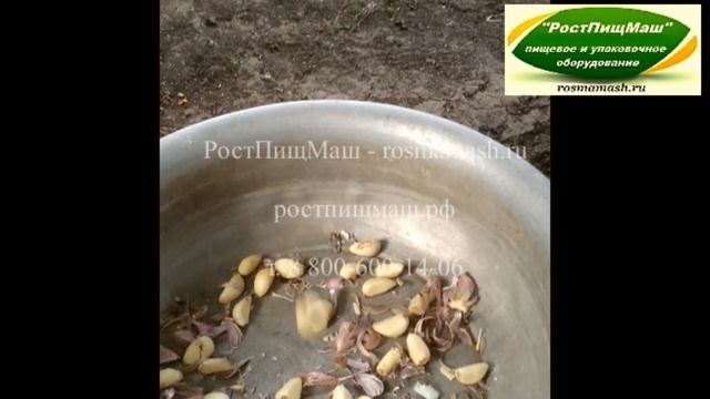 Обзор чистки зубцов чеснока на Машине SL-30 от РостПищМаш смотреть онлайн