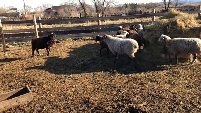 Золотое руно барана ?.Suffolk Sheep смотреть онлайн