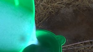 Постановка КЛИЗМЫ телёнку. Enemas for calves.